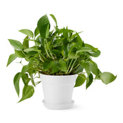 Amazon Basics front view of pot with saucer showing clean matte finish and stable base benefit