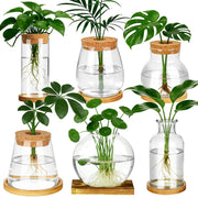 Anboliwb front view showing all six vases and bamboo stand for organized propagation