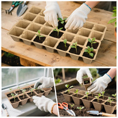 ARGCONNER seedling growing in peat pot demonstrating easy transplanting benefit