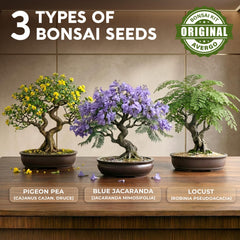 AVERGO bonsai toolset displayed clearly for easy beginner styling