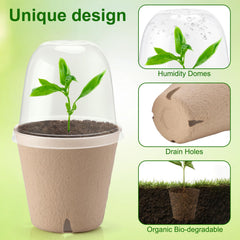Baxrou seedling in peat pot during transplant illustrating reduced root shock and easy planting