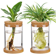 Biggun front view of two glass propagation vases showing clear design and neat display