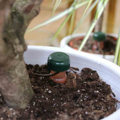 Blumat tubing connected to reservoir demonstrating easy setup and multi-plant feeding