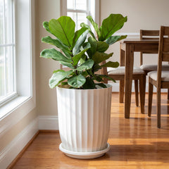 briwooody planter with snake plant in living room for vertical greenery benefit