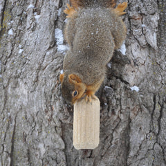 C&S Squirrelog beside an ear of corn showing size and longer-lasting feed