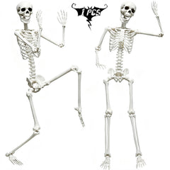 CAMIRUS skeleton front view showing full life-size pose and realistic look
