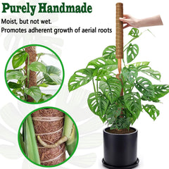 CHIAFFI moss pole supporting Monstera in pot illustrating healthier vertical growth