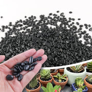 CJGQ black pebbles front packaging showing weight and glossy finish