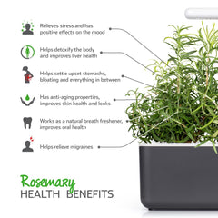 Click and Grow rosemary harvested sprigs ready to use showing fresh flavor