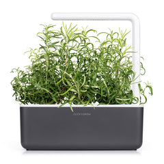 Click and Grow rosemary planted in Smart Garden demonstrating easy growth