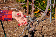 Corona Clipper handle detail offering comfortable grip and control
