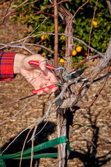 Corona Clipper held in hand to show scale and ergonomic benefit