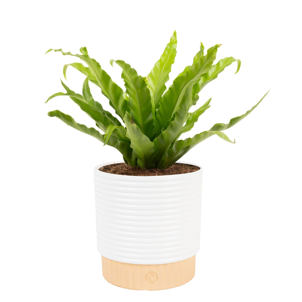Costa Farms front view of Bird's Nest Fern showing lush room-ready foliage