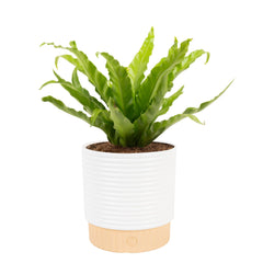 Costa Farms front view of Bird's Nest Fern showing lush room-ready foliage