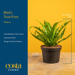 Costa Farms fern styled in bathroom demonstrating humidity-friendly benefit