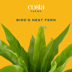 Costa Farms planter detail showing lightweight 6-inch pot for easy placement