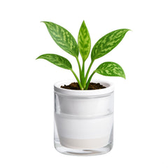 D'vine Dev front view of white terracotta planter showing clean lines and compact size