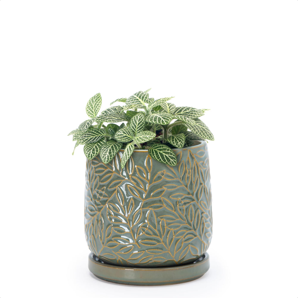 D'vine Dev front view showing olive planter and balanced aesthetic
