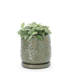 D'vine Dev front view showing olive planter and balanced aesthetic
