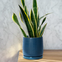 D'vine Dev close-up of beaded texture highlighting tactile finish and visual interest