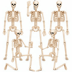 Daricano pack front view showing five skeletons and clear labeling for quick setup