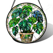 DASTOLL Monstera front view showing vibrant leaf color and sunlit charm