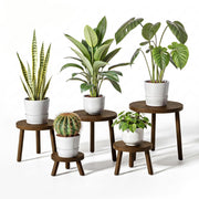 Delma front packaging shows five dark brown plant stands, clear contents and finish benefit