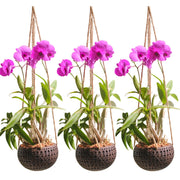 DESQUIGGLE front view of three coconut orchid pots shows rustic style and airflow