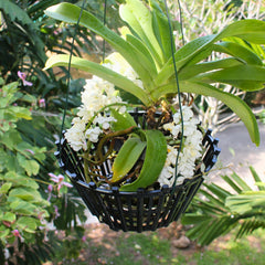 DESQUIGGLE hanging orchid in basket on patio demonstrating display benefit