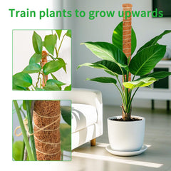 Dimpoo bent into arch to show flexible shaping for decorative training