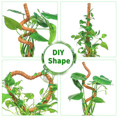 Dimpoo used with Monstera supporting upright growth and neat foliage