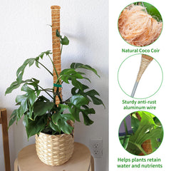 Dimpoo pole supporting a Monstera leaf, improving upright growth and display