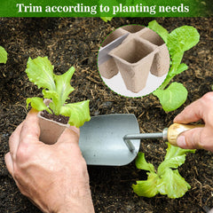 Doter young seedlings in cells showing healthy root separation benefit