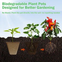 Doubleggs pots in tray ready for sowing seeds for organized planting