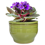 Dphagesy front view of green ceramic violet pot, neat table display