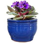 Dphagesy front view showing blue ceramic planter and neat finish benefit display