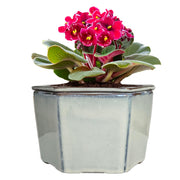 Dphagesy front view hexagon cream pot shows elegant shape and stable base
