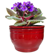 Dphagesy red pot front view showing elegant color and compact design benefits display