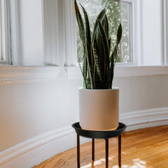 DUNPUTE saucer holding potted plant protecting floor from water damage