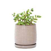 D'vine Dev beaded pot front view showing clean lines and neutral tone for versatile styling