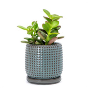 D'vine Dev beaded ceramic pot front view showing graphite blue finish and elegant shape