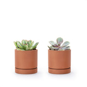D'vine Dev front view of two terracotta pots showing minimalist style and matching saucers