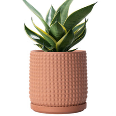 D'vine Dev front view of beaded terracotta pot showing elegant display