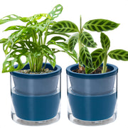D'vine Dev front view blue terracotta planter shows elegant look and tidy design