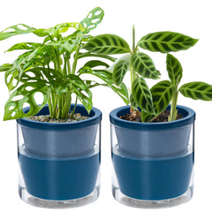 D'vine Dev front view blue terracotta planter shows elegant look and tidy design