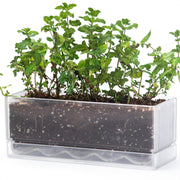 D'vine Dev front view clear window box showing clean profile and modern look