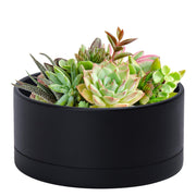 D'vine Dev front view of black planter showing clean minimal form and versatility