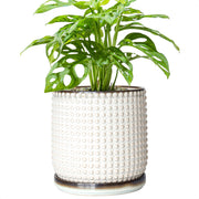 D'vine Dev front view smoked white pot showing clean design and display versatility
