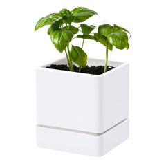 D'vine Dev front view of white planter showing sleek minimalist design and neat display