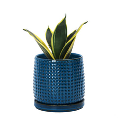 D'vine Dev front view of midnight blue pot showing clean modern look and curb appeal